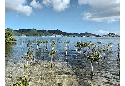 St. Maarten Mangroves